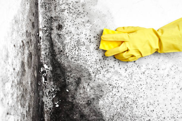 Best Mold Testing  in San Saba, TX