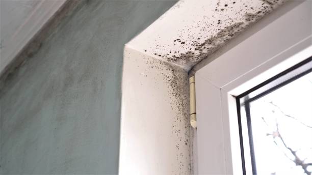 Office Mold Removal Services in San Saba, TX