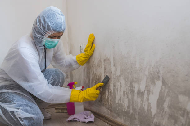 Best Mold Cleaning Services  in San Saba, TX