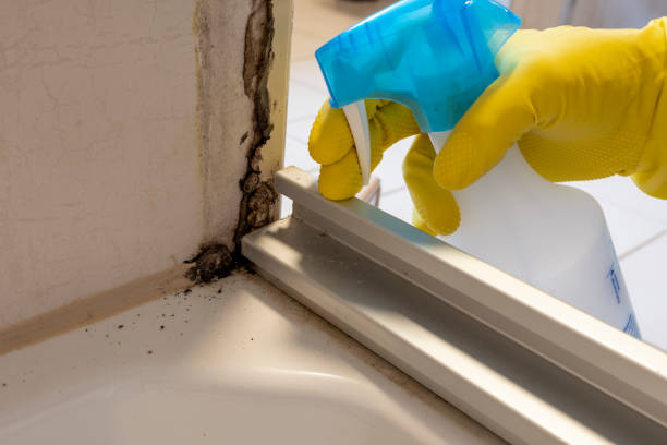 Best Home Mold Removal  in San Saba, TX