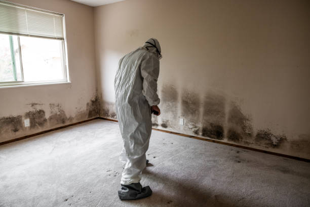 Best Office Mold Removal Services  in San Saba, TX