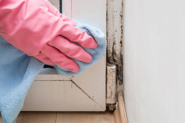 Best Fast Mold Removal  in San Saba, TX