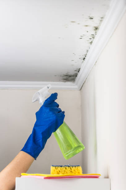 Best Mold Removal Specialists  in San Saba, TX